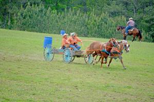 Chuckwagon racing
